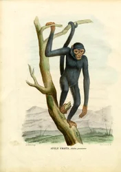 Black Spider Monkey, 1863-79